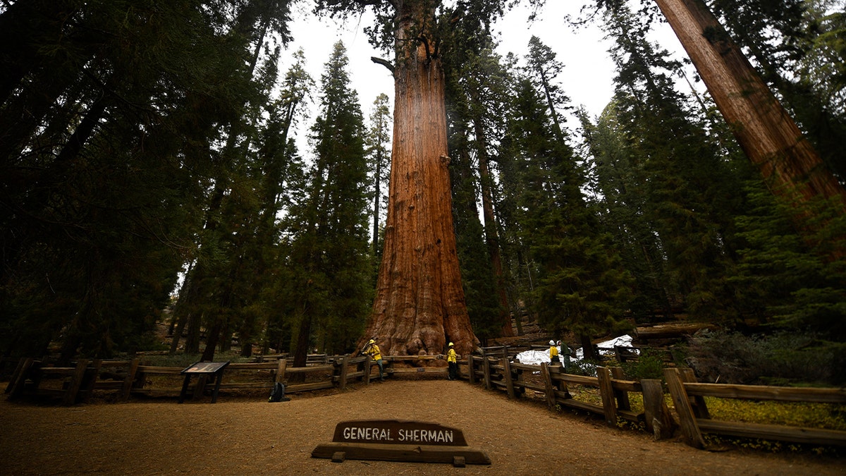workers near General sherman tree