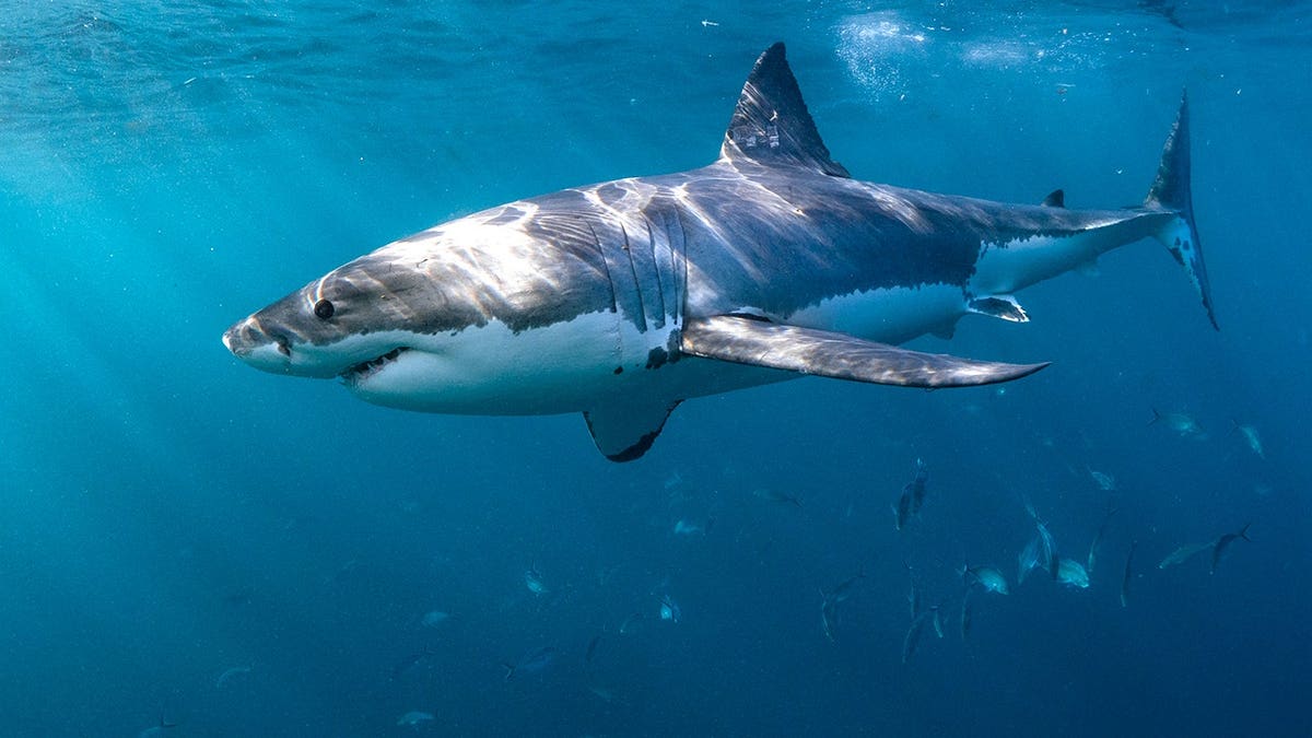 great white shark