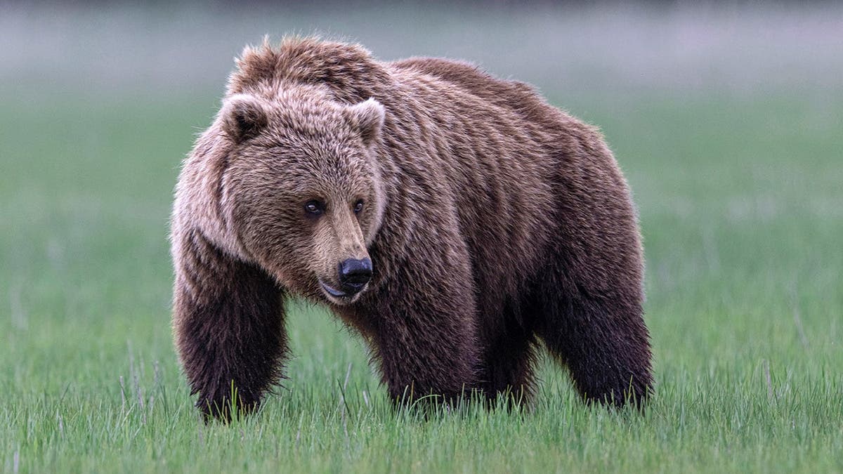 Grizzly bear standing in grass at Lake Clark National Park in Alaska.