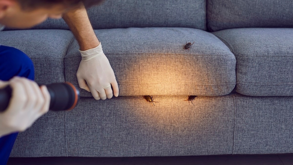 Pest control experts recommend these products to help keep bugs and rodents out of your home and yard.