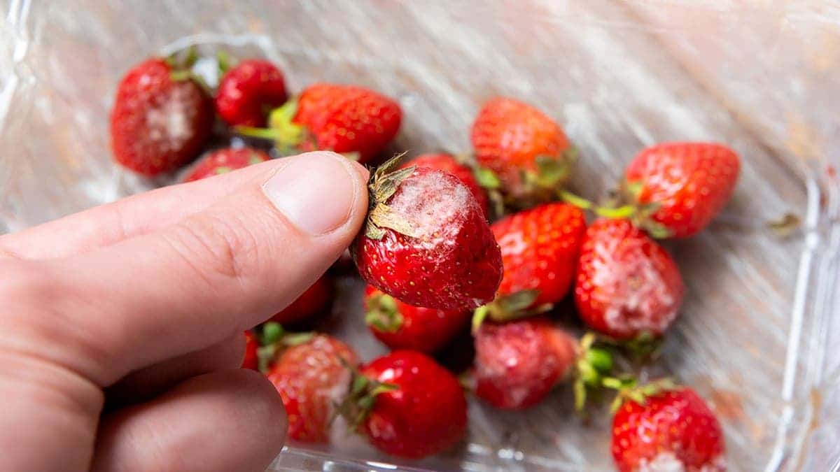 A person holds a moldy strawberry above a carton.