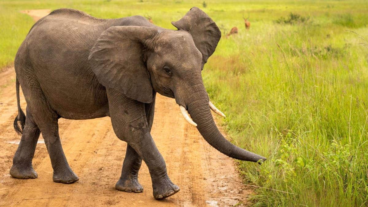 A young male African Savanna Elephant walking on a dirt path in Mikumi National Park Tanzania