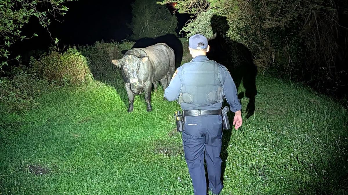 Deputies work to corral a loose bull