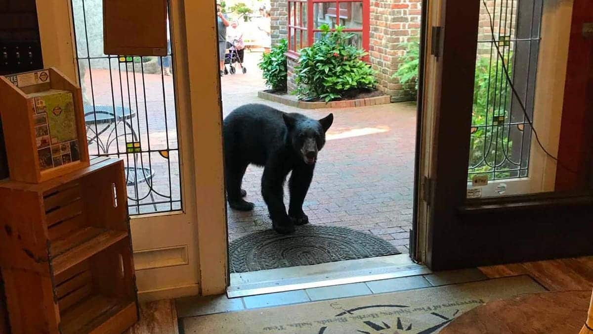 Joshua Card first spotted the bear standing near the entrance of the tea shop before the animal ventured farther inside.