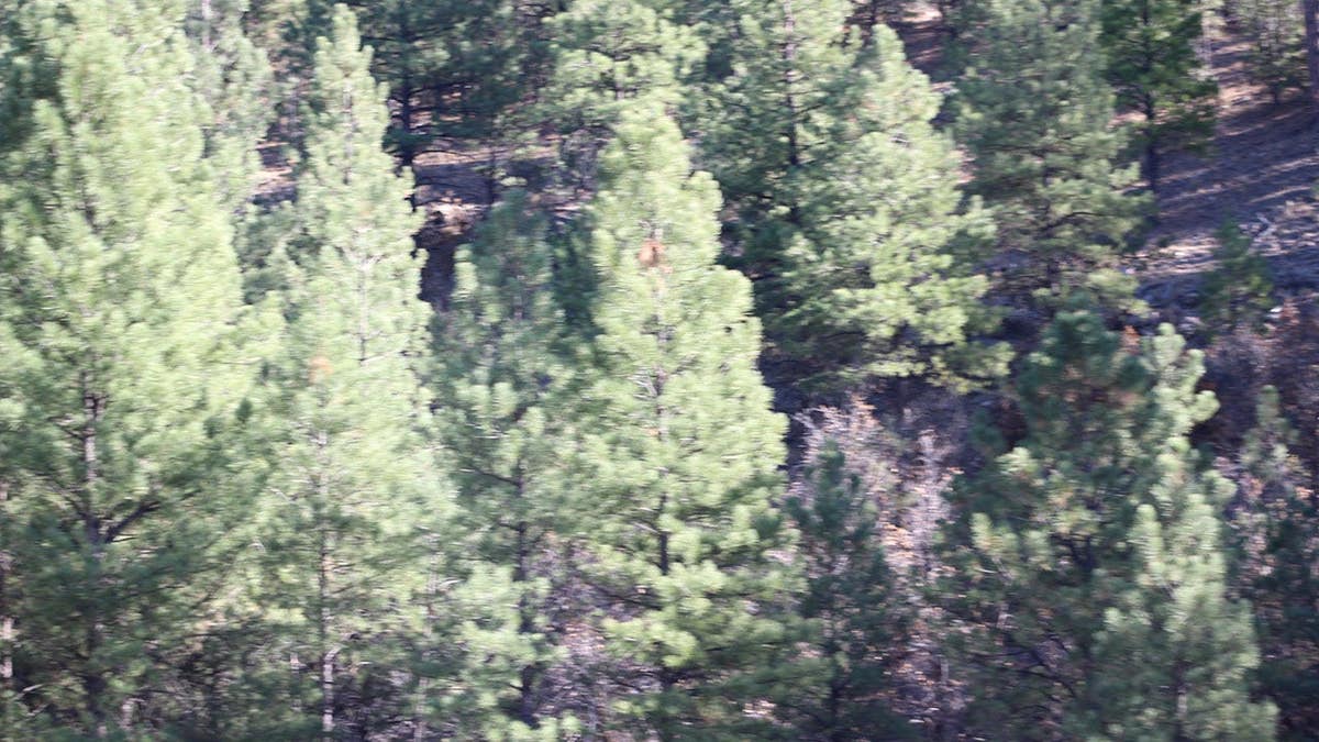 Bigfoot standing between trees waving near a train outside the Grand Canyon
