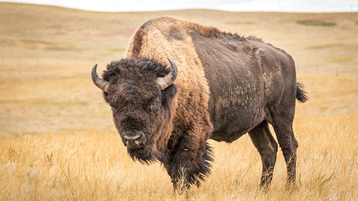 A lone bison eyes a safely distanced visitor with a telephoto lens in North Dakota's Theodore Roosevelt National Park.