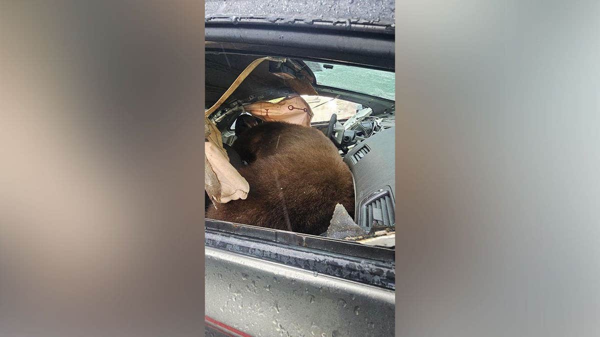 A black bear trapped inside a damaged vehicle in Colorado Springs, Colorado