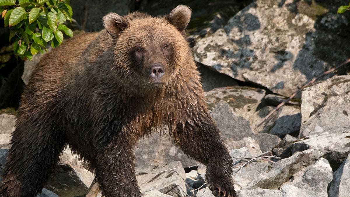 Brown bear looks for salmon along the shore of Lake Crescent.