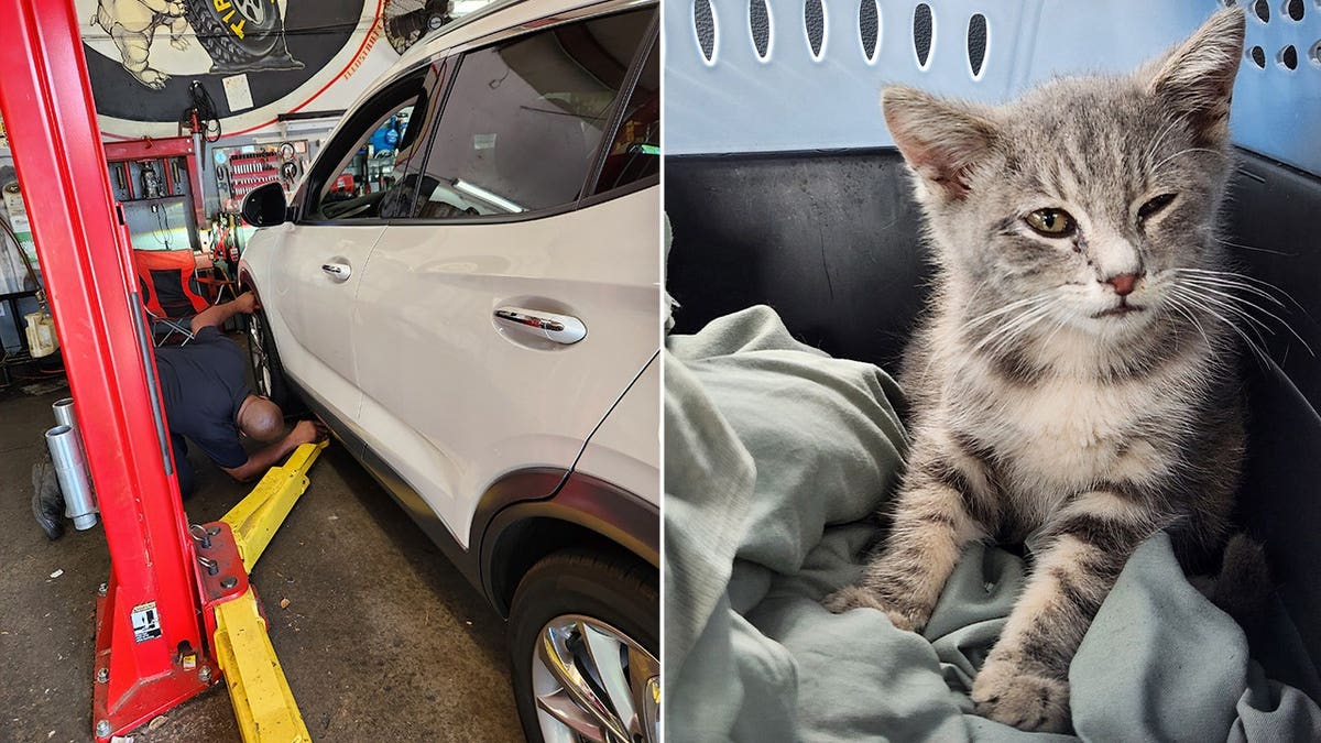 A man underneath a car split with an image of a cat.