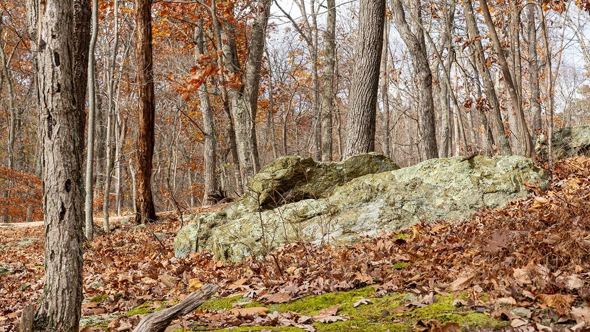Moss-covered rocks on forest floor at Cunningham Falls State Park