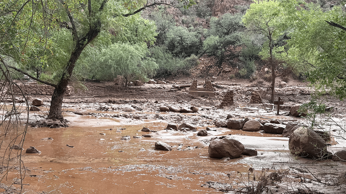 Muddy floodwater and debris flow through a tree-lined section of Bright Angel Canyon in Grand Canyon National Park
