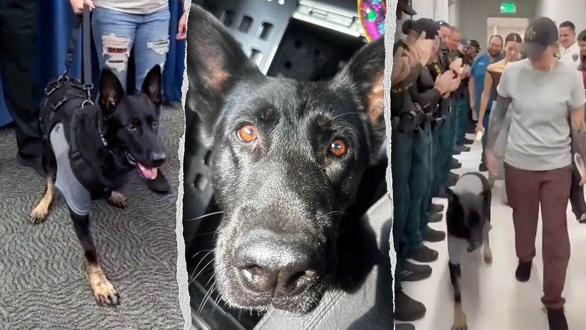 Polk County Sheriff's Office K-9 Ace