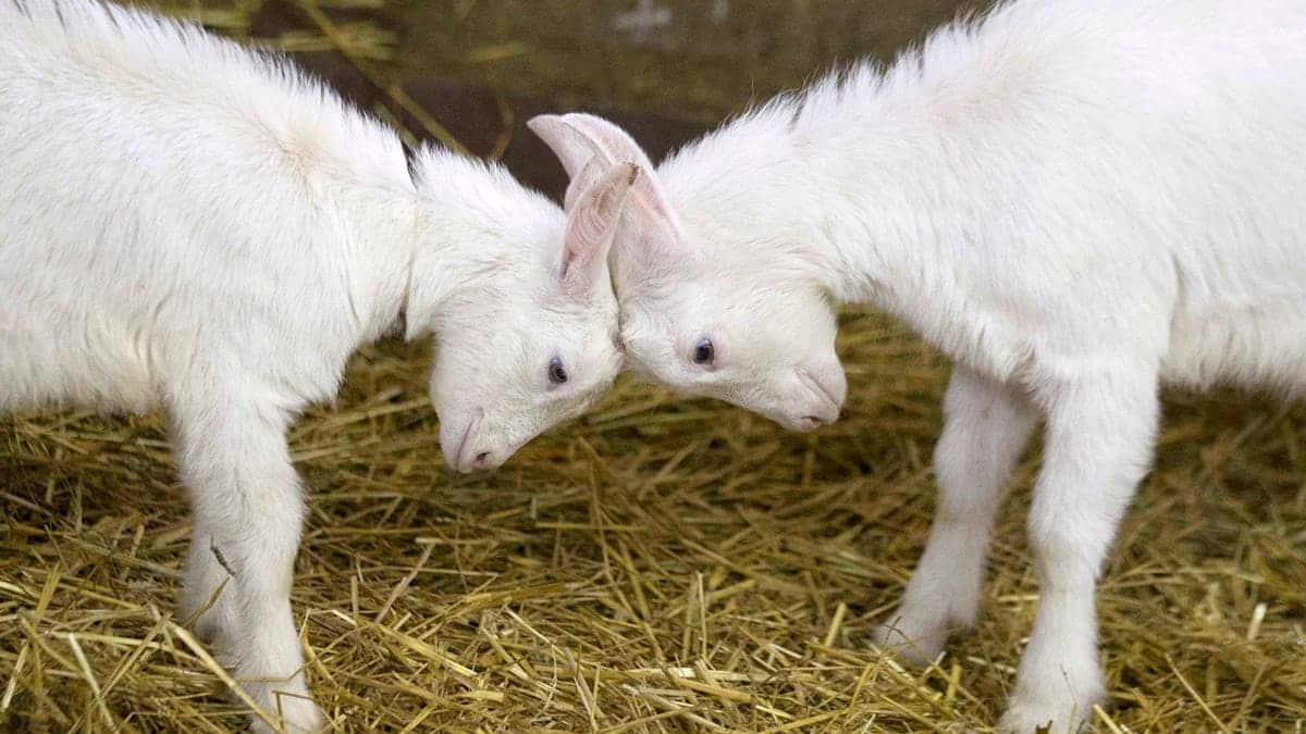 Baby goats