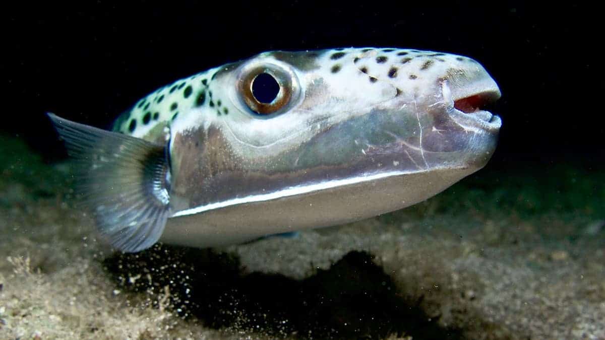 A close up of a silver-cheeked toadfish.