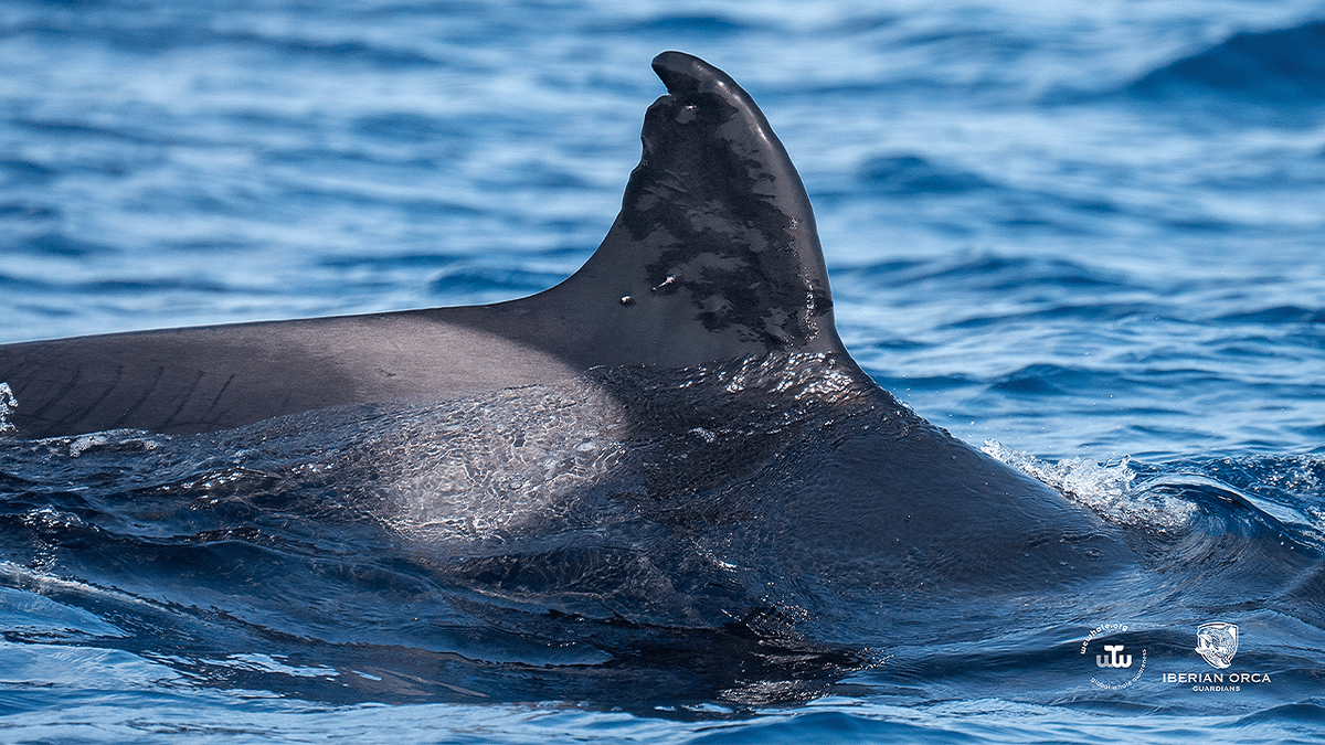 Multiple apparent pellet wounds are visible on the left side of Toñi’s dorsal fin as she swims at sea