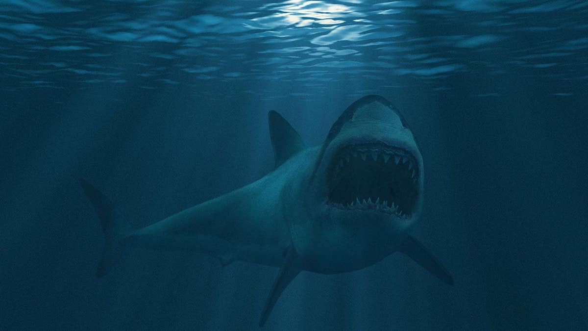 Great white shark, mouth stretched just before attacking