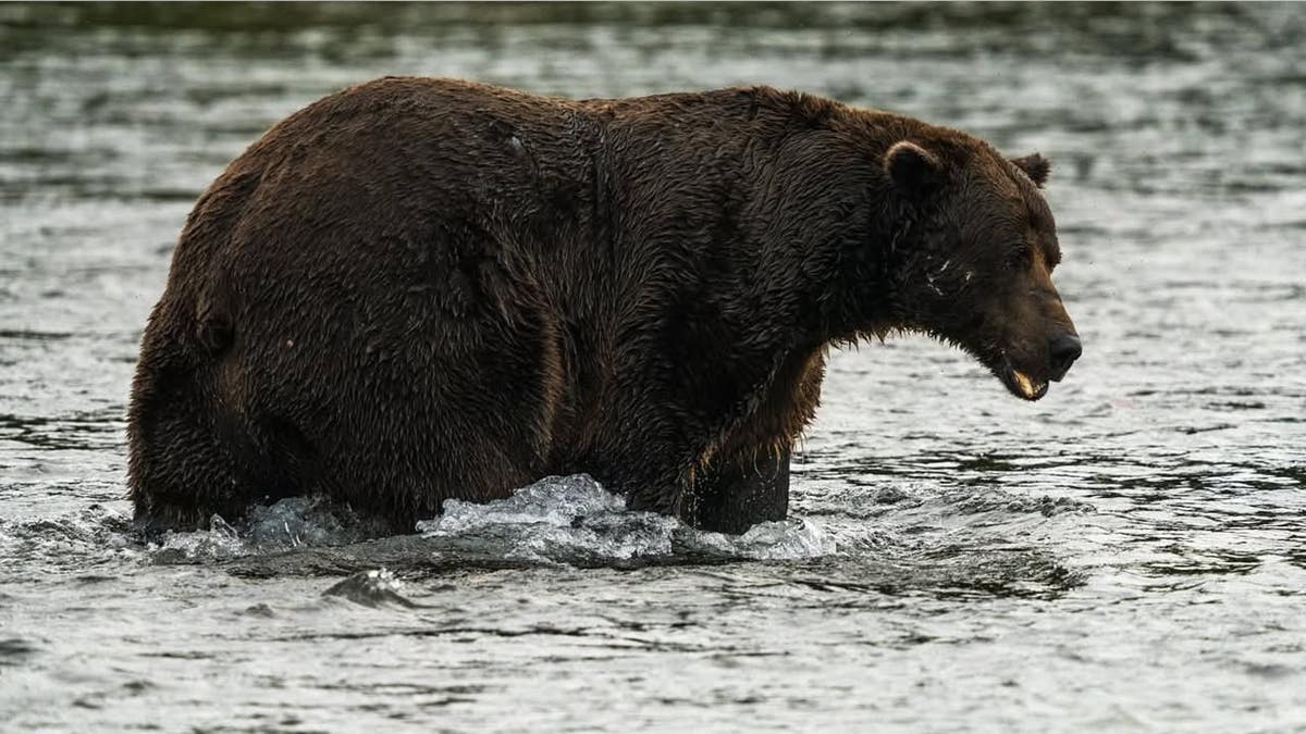 Bear 32, a large grizzly bear, stands in a river