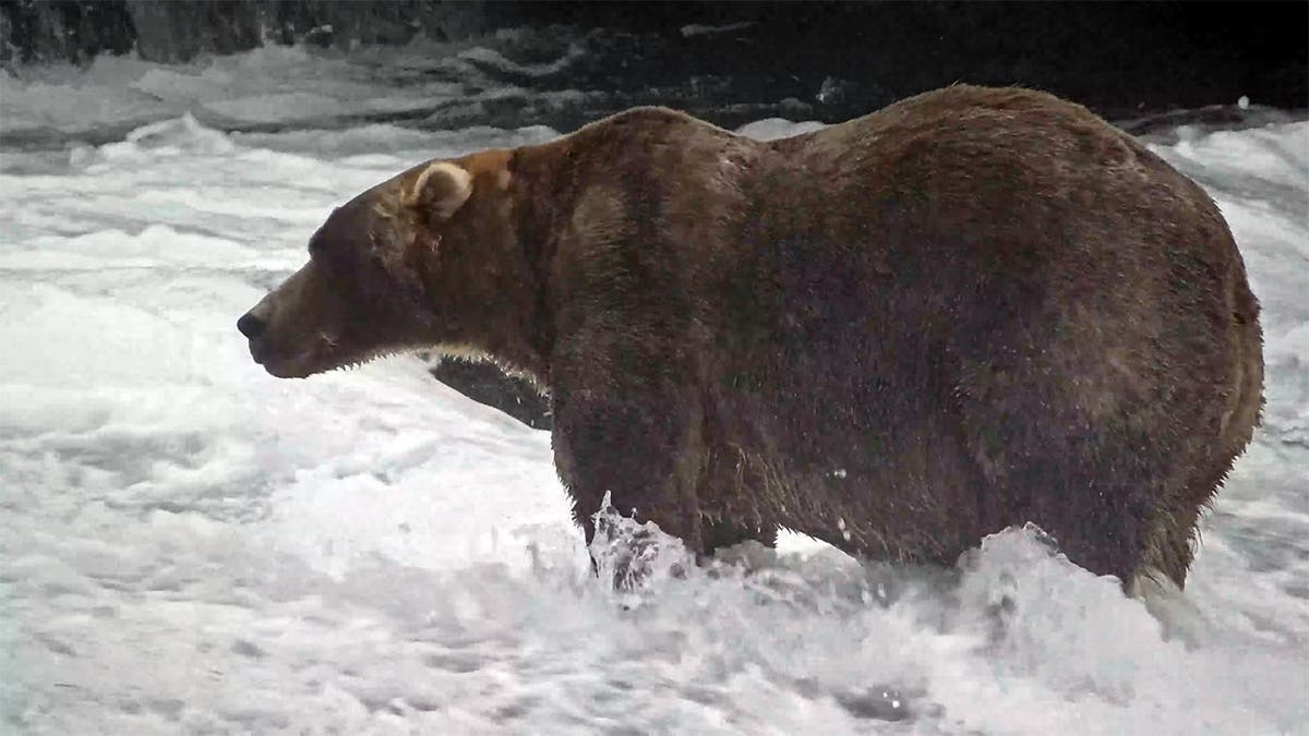 large Alaskan brown bear stands in river