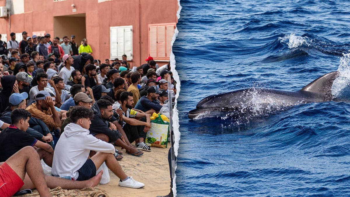 Migrants and a dolphin