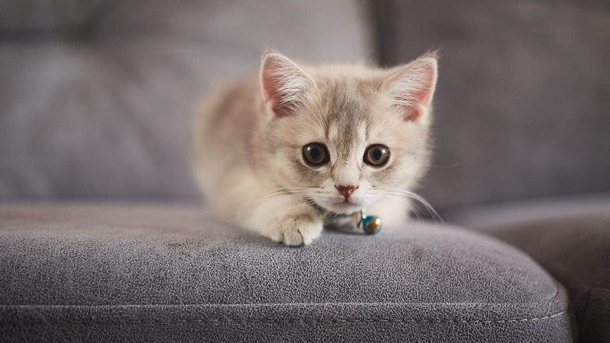 Image of kitten wearing collar on couch