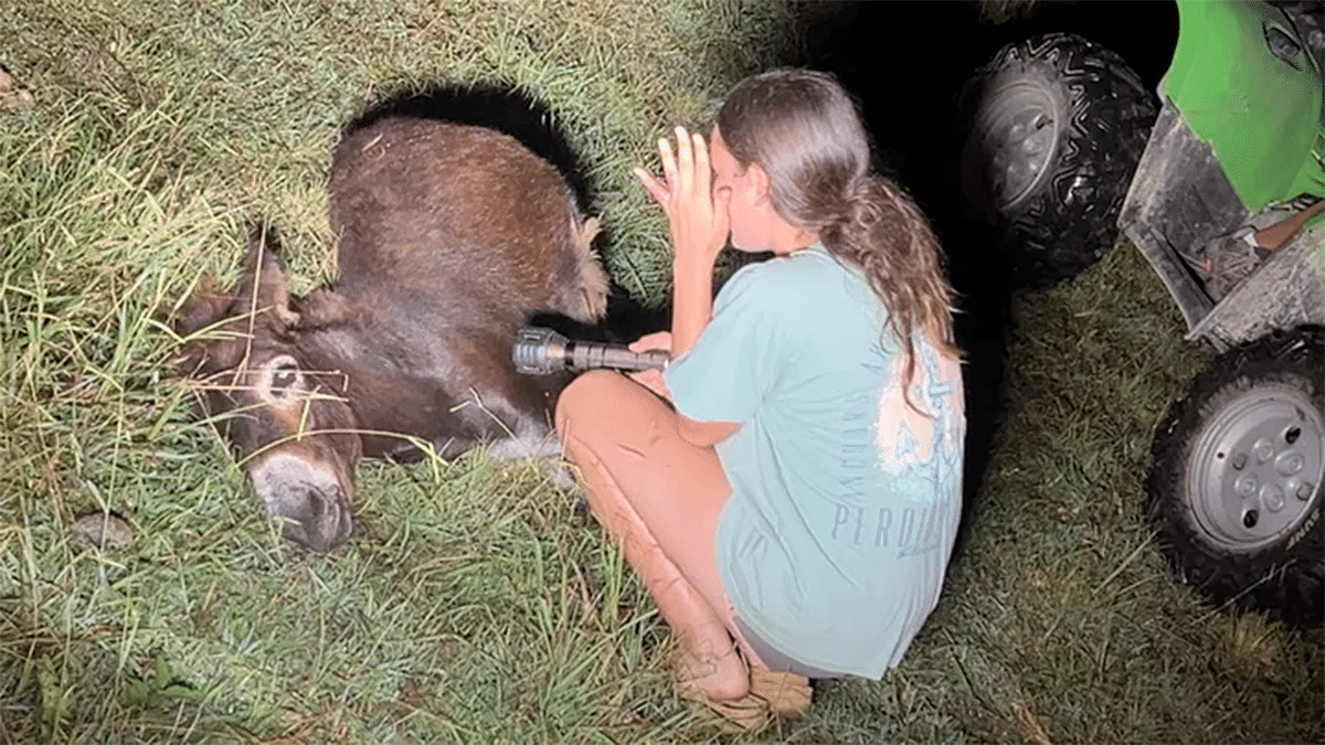 A donkey named HeeHaw