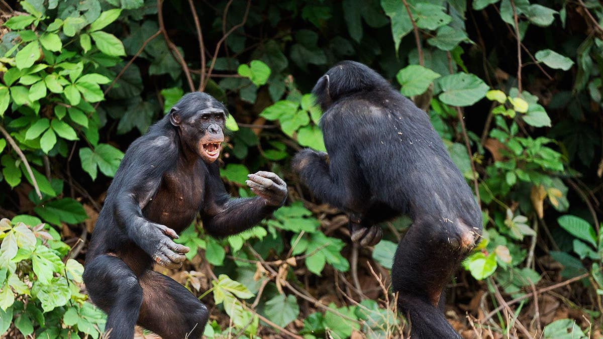 Two bonobos face each other at close range in a confrontation.