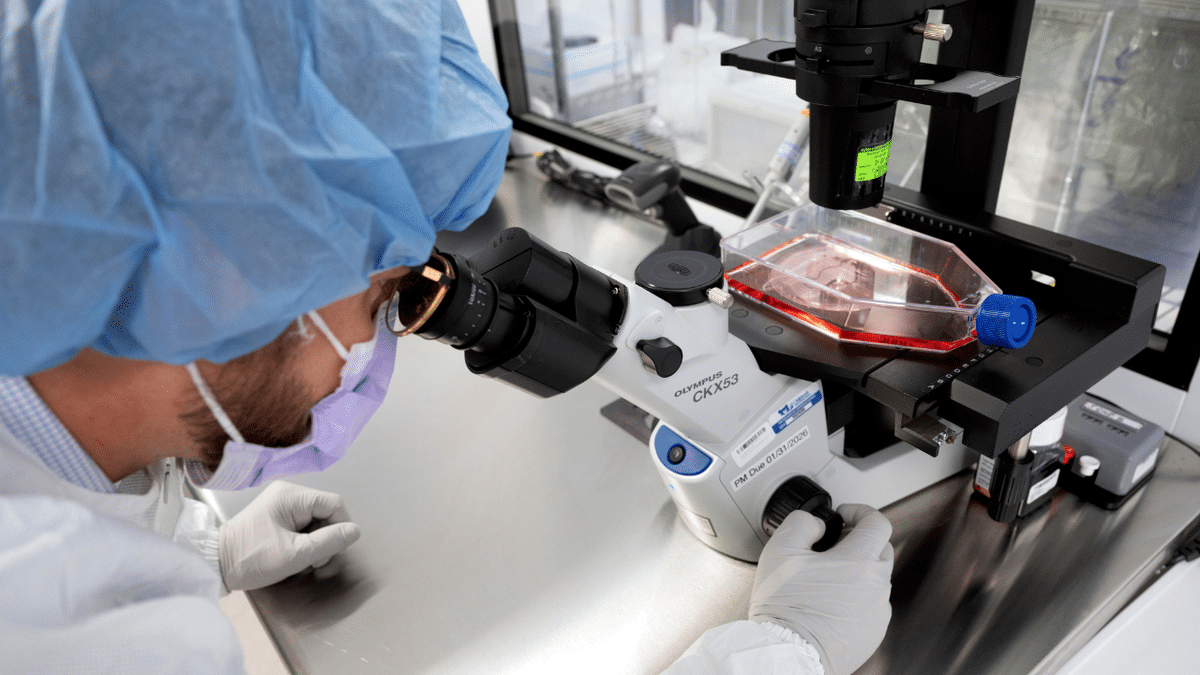 A researcher looks at cells under a microscope.