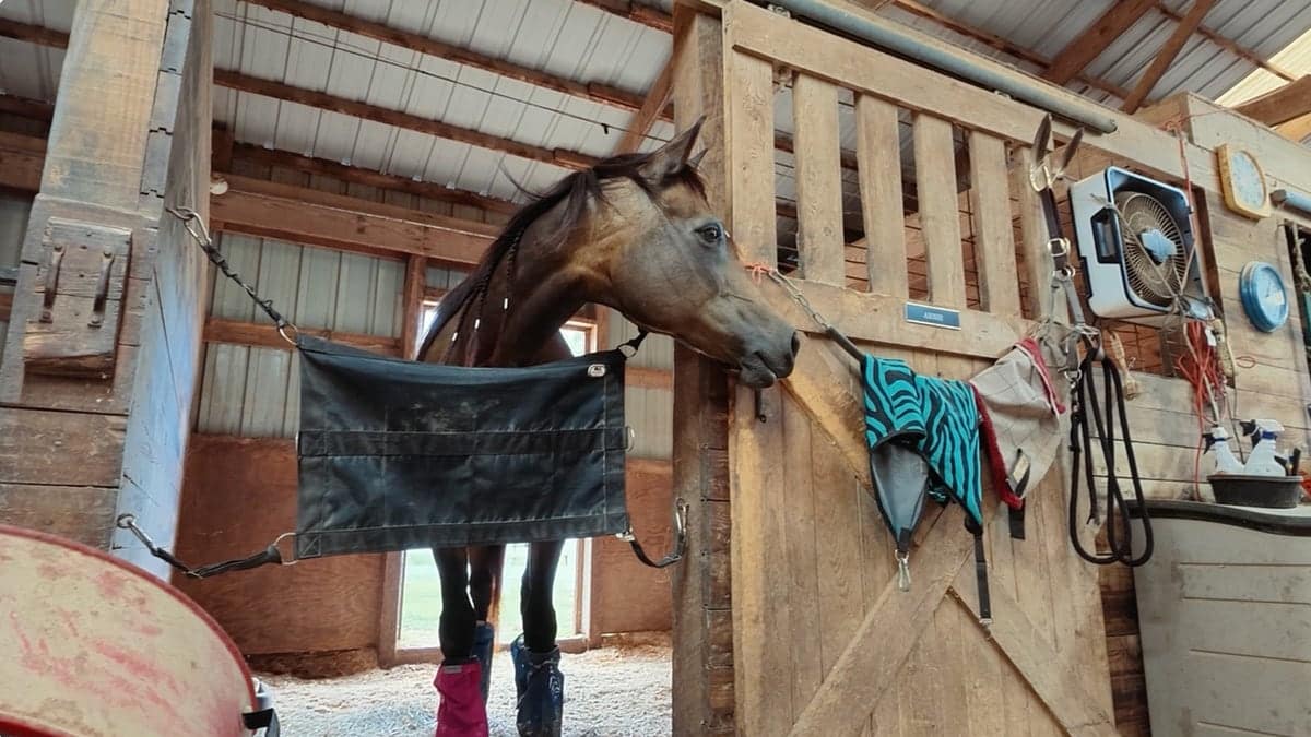 Brown horse looking over a wooden stall door inside a stable.