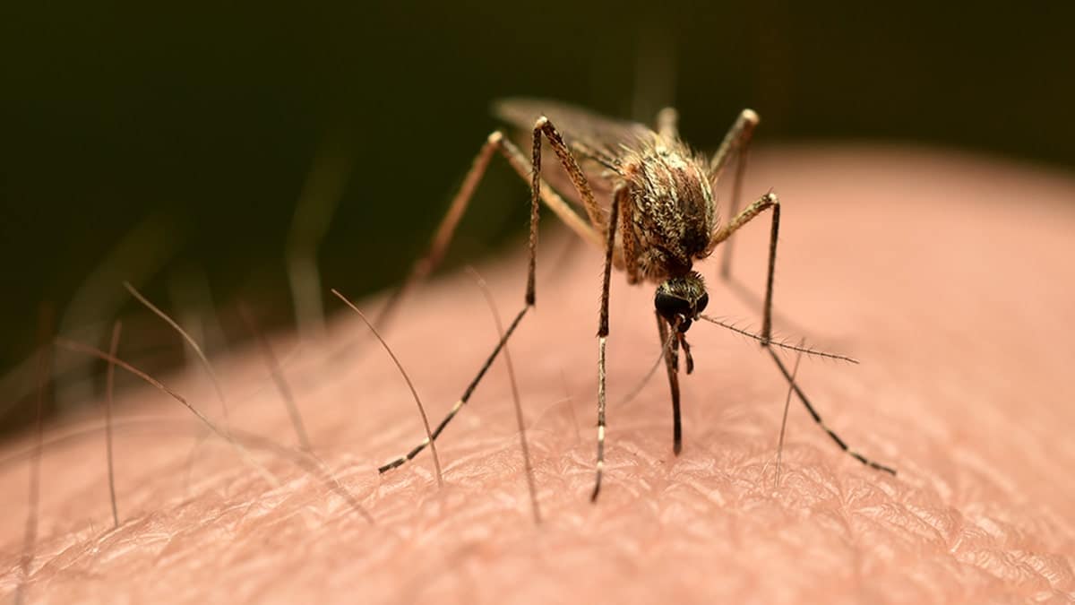mosquito bites human arm