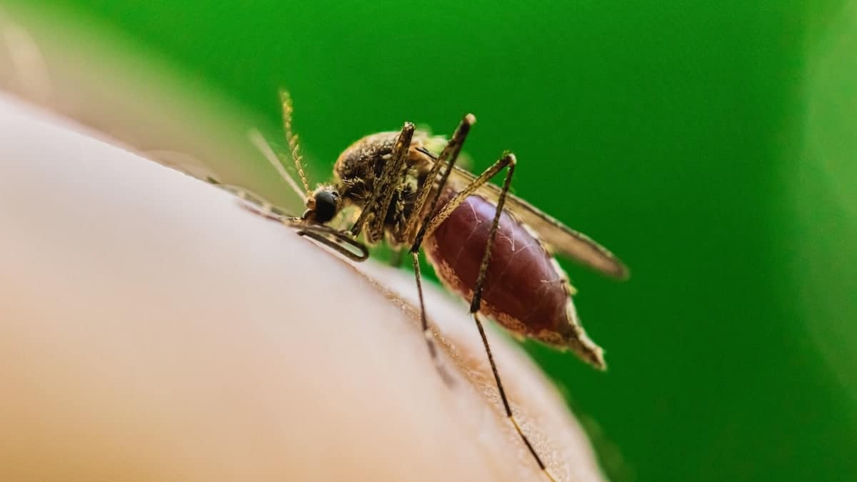 Mosquito on arm