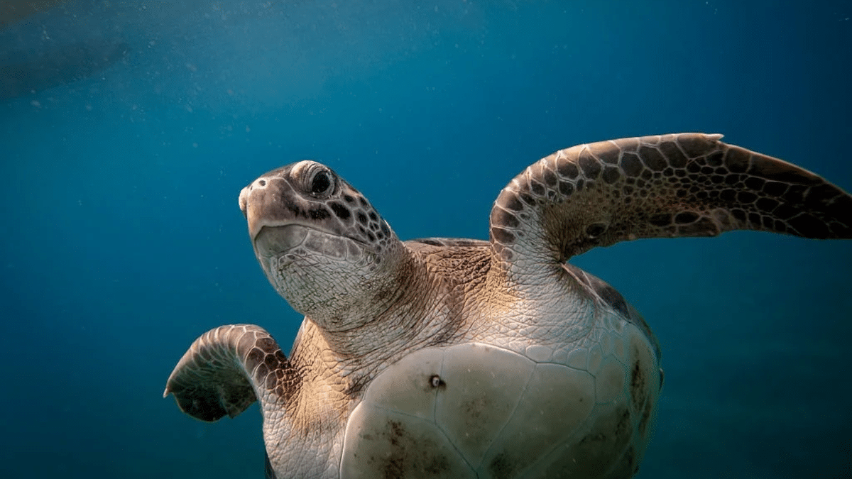 Sercan Demirkaya swims alongside a sea turtle named Mahmut in Antalya waters.