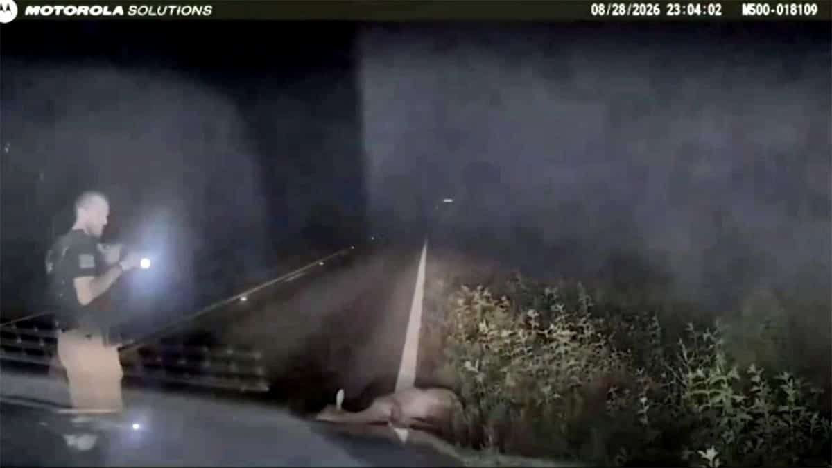 A deer lies motionless on a roadside as a deputy approaches.