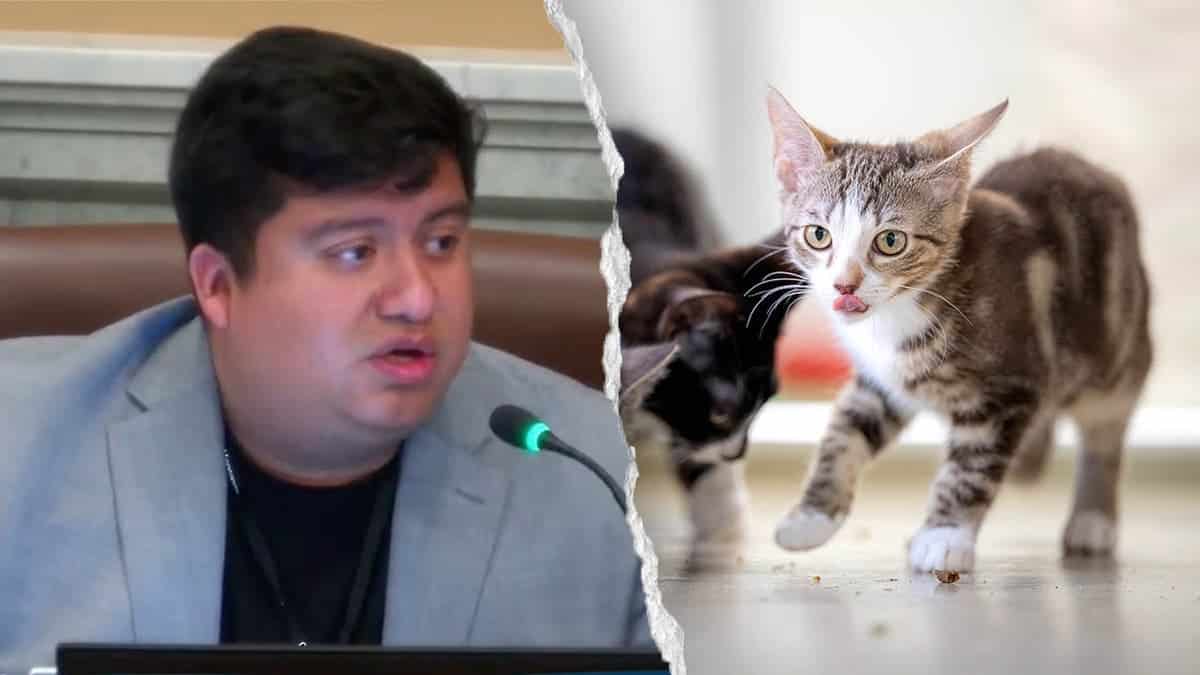 Chavez and cats
