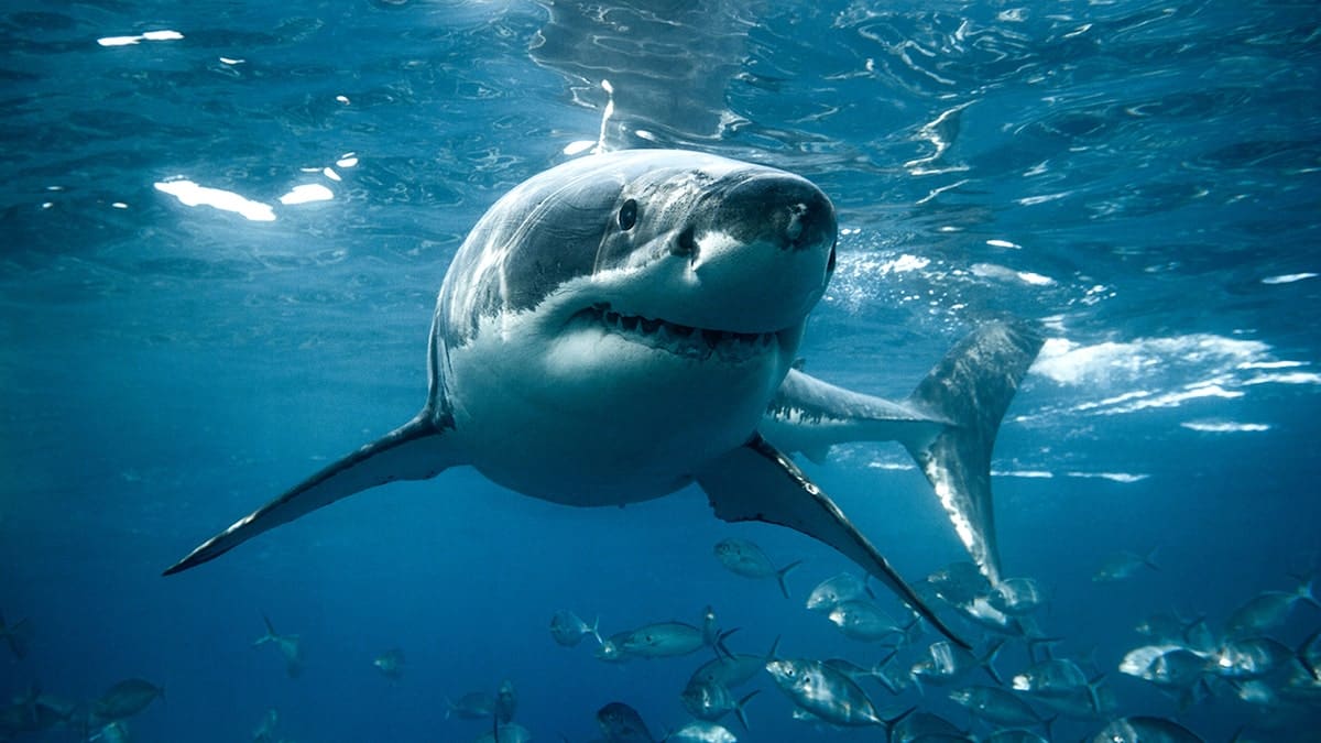 A great white shark