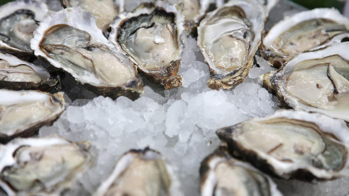 oysters on ice