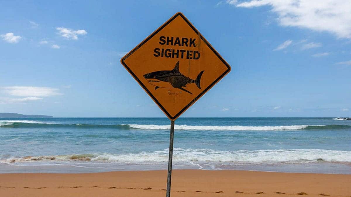 Palm Beach closed as beaches in Sydney's north have been closed since Tuesday due to shark attacks and dangerous currents during summer in Sydney on January 22, 2026 in Sydney, Australia.