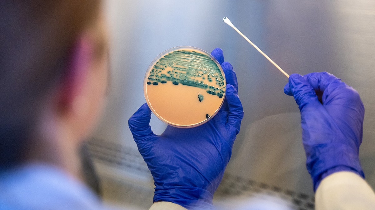 The percentage of Shigella isolates classified as extensively drug-resistant rose to 8.5% in 2023, according to the CDC.